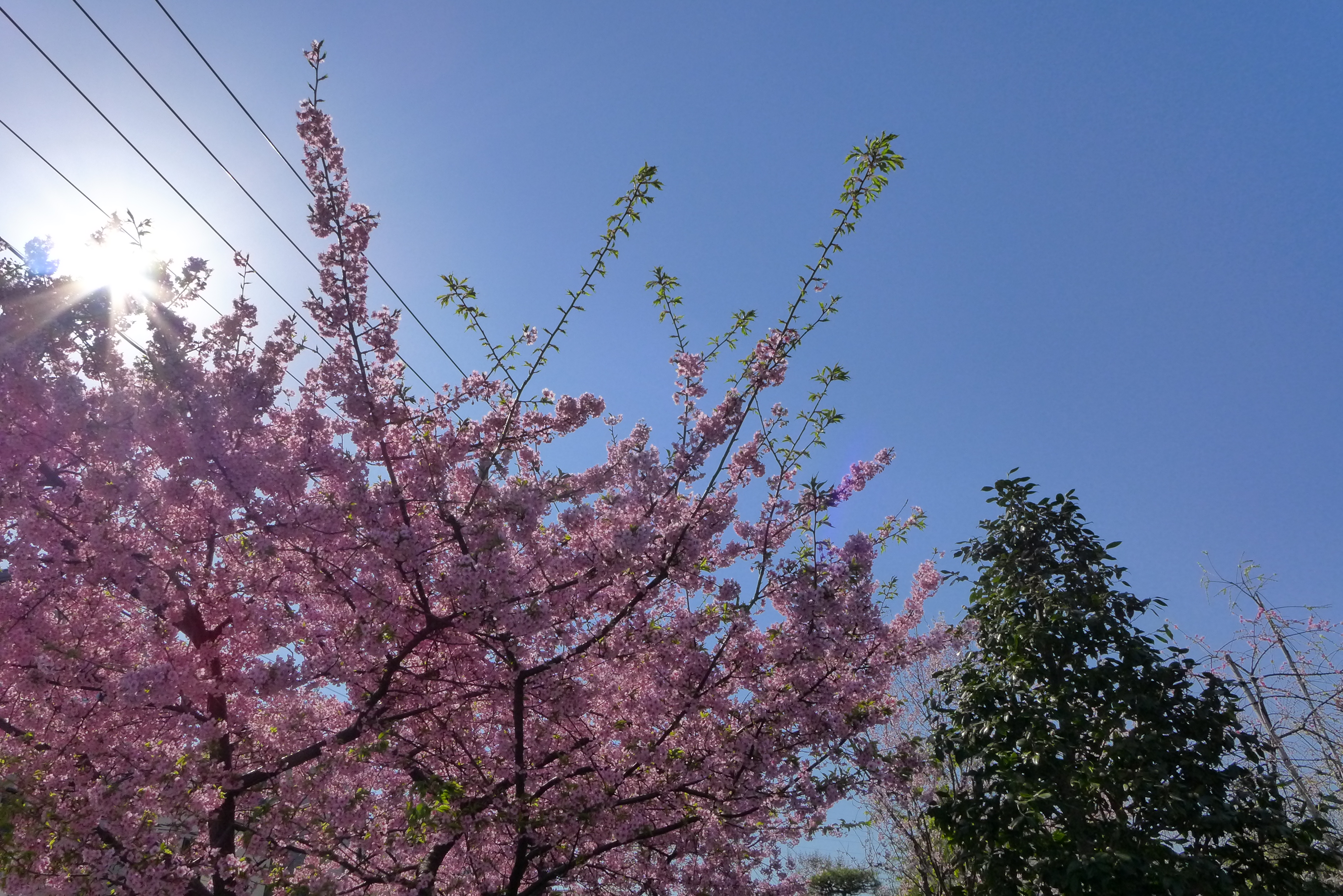 【HDR使用】桜の部分がふんわりと明るくなった