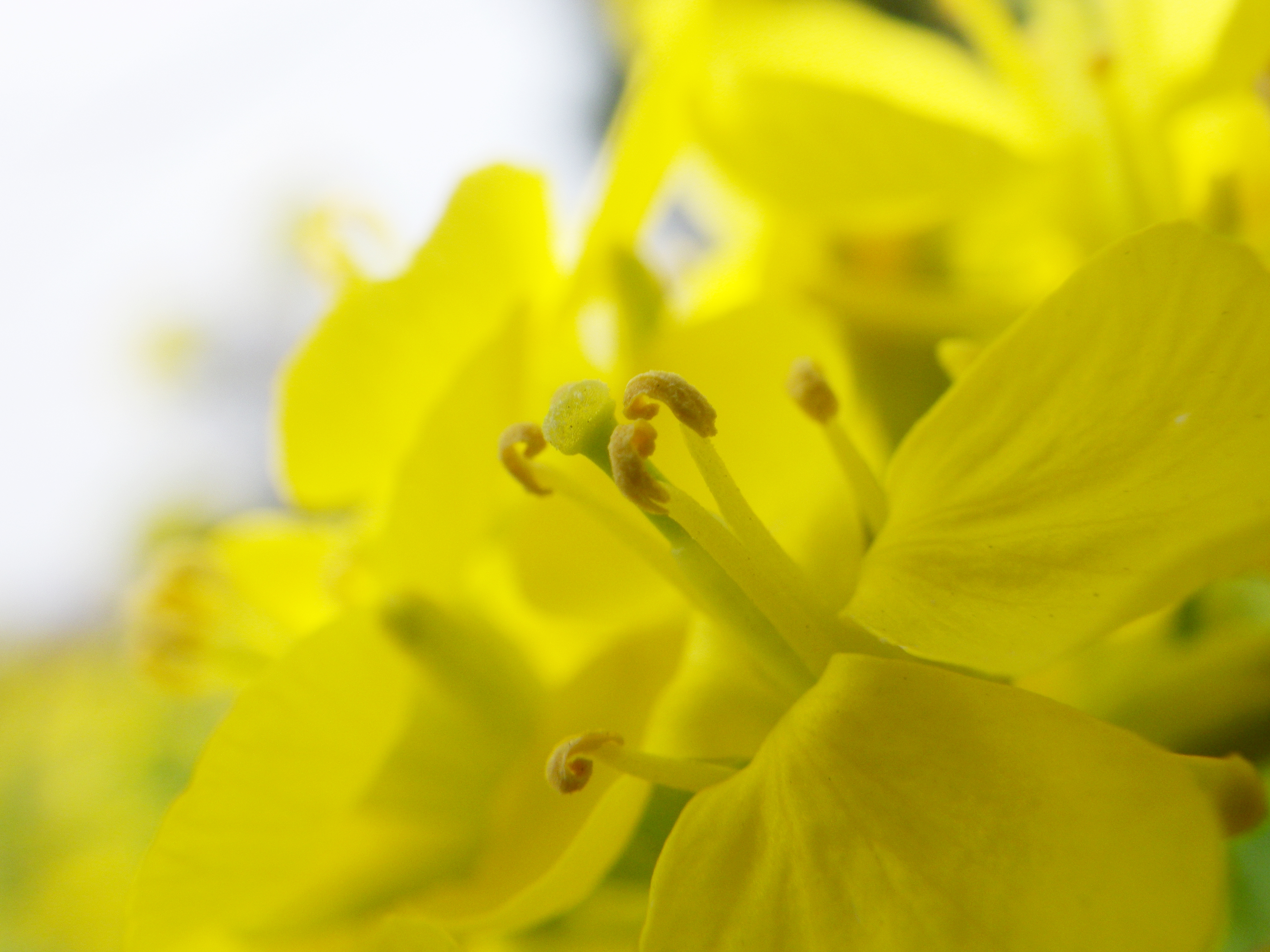 マクロ機能を使えばコンデジでもムードある写真が撮れちゃいます！