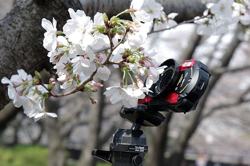 桜の花のひとつに思いっきり近付いて撮影。ピントは花の中心のシベに合わせています