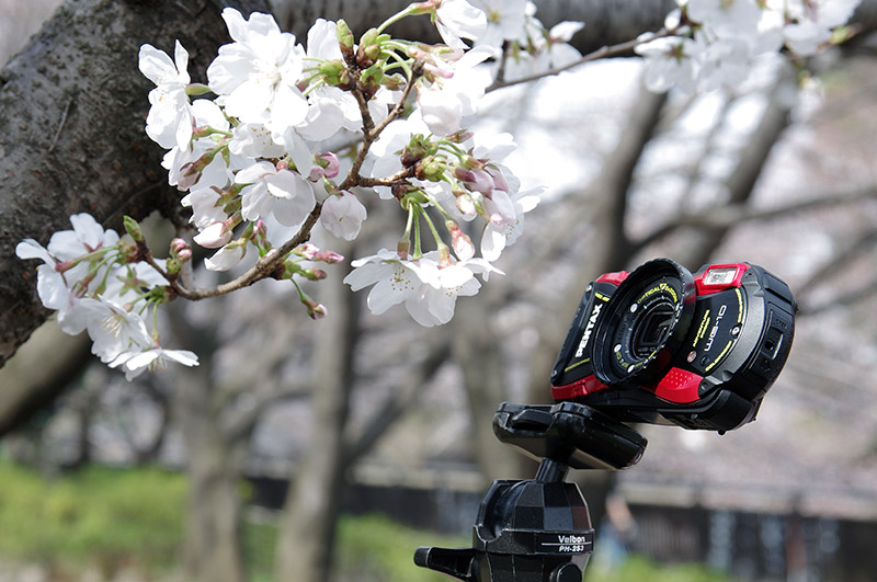 ひとつの花を選んで、その花の全体が収まるような位置から撮影しました