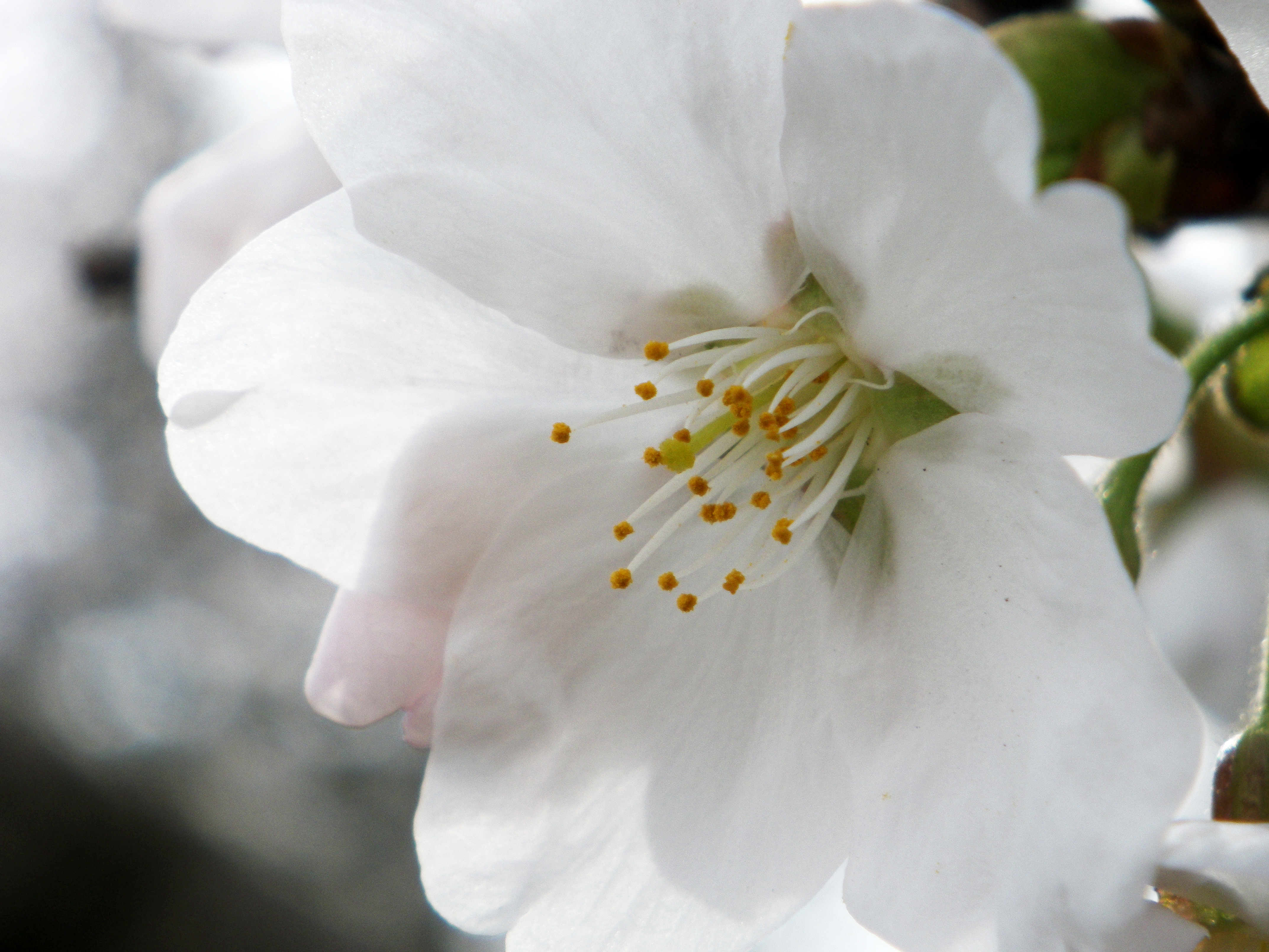 ひとつの花を選んで、その花の全体が収まるような位置から撮影しました
