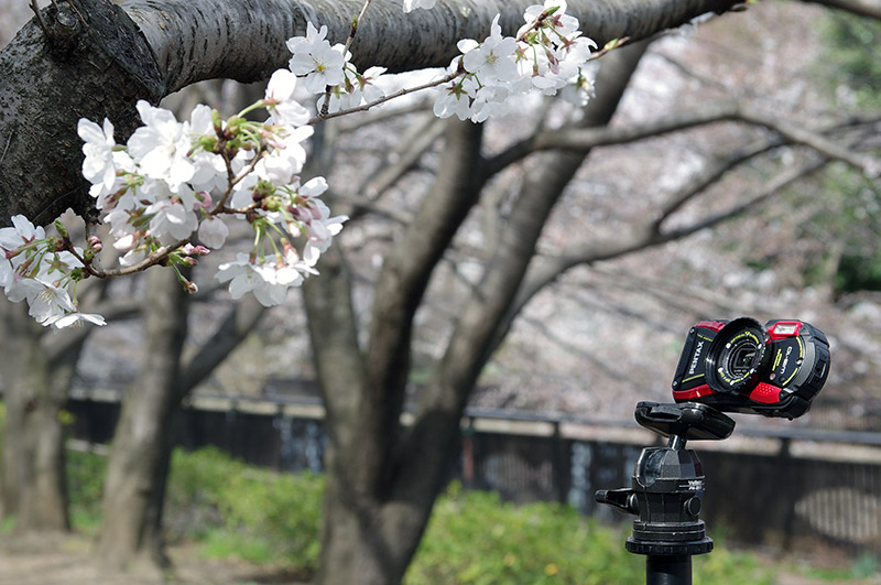 マクロ撮影機能を使わない状態で近付けるのはこれ位まででした……