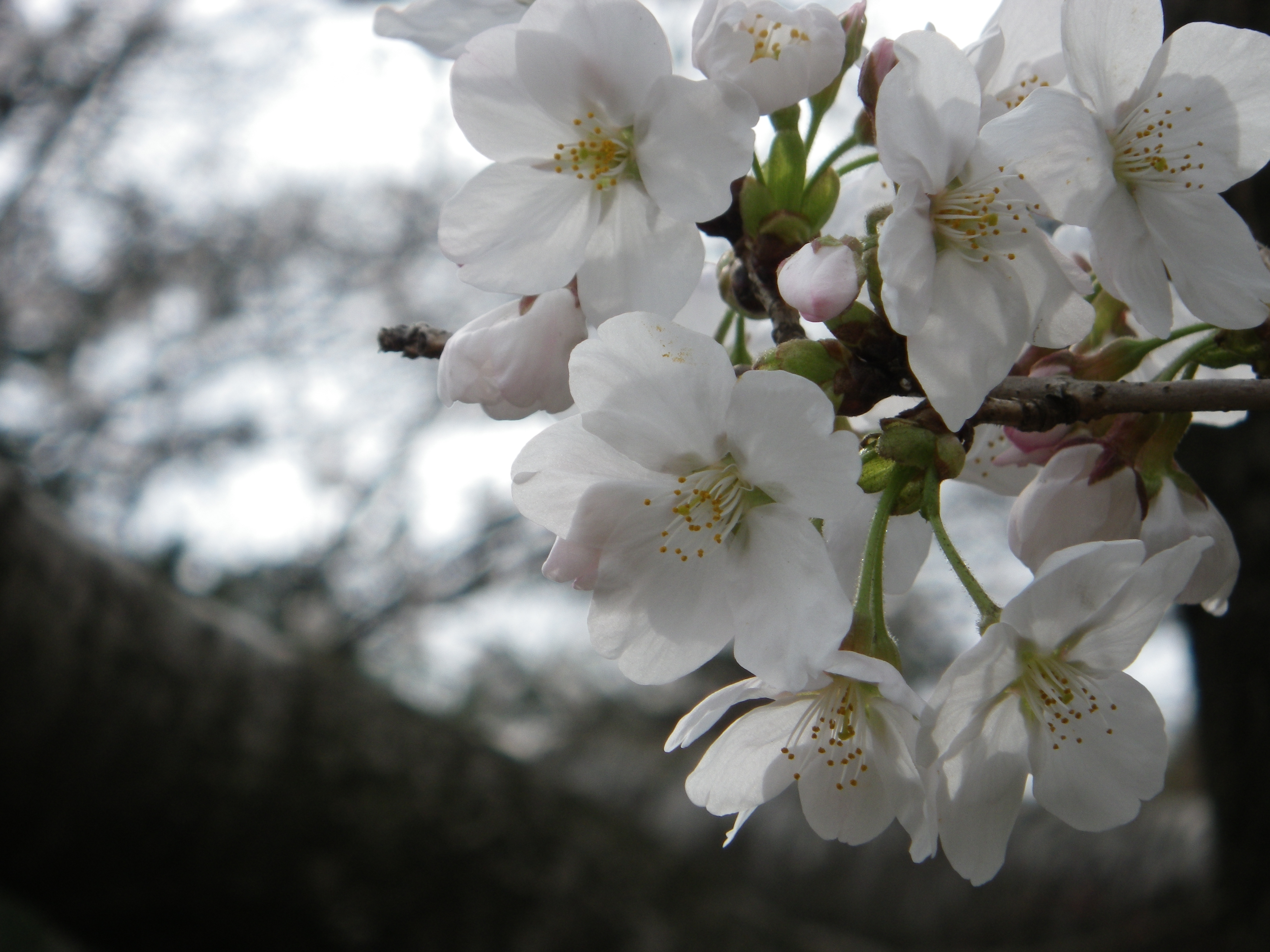 マクロ撮影機能を使わない状態で近付けるのはこれ位まででした……