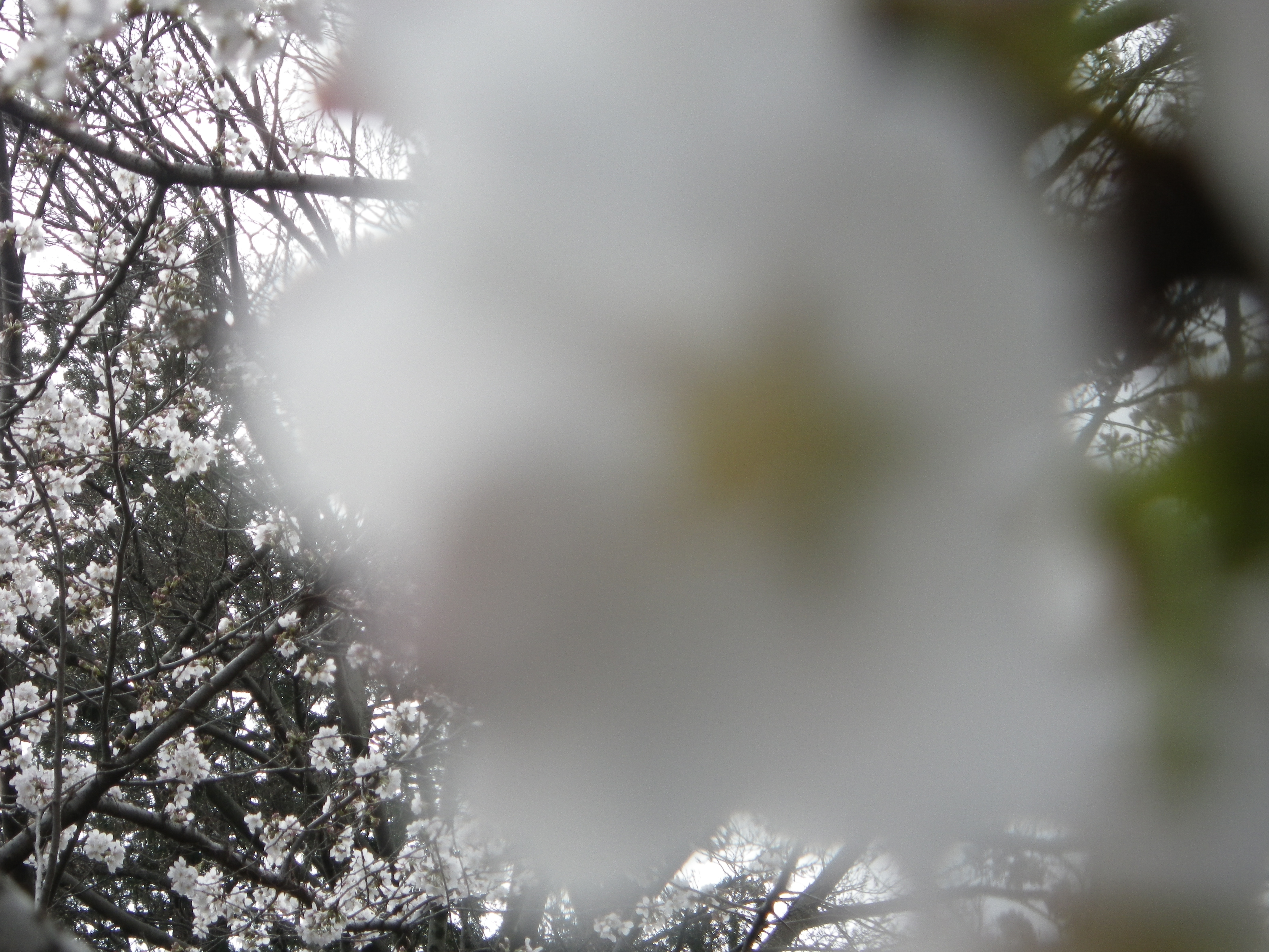 「近過ぎてピントが合わないよ」って、カメラに怒られちゃいました！