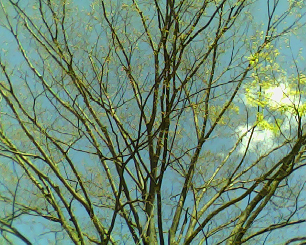 青空が色カブリして不思議な雰囲気に写りました