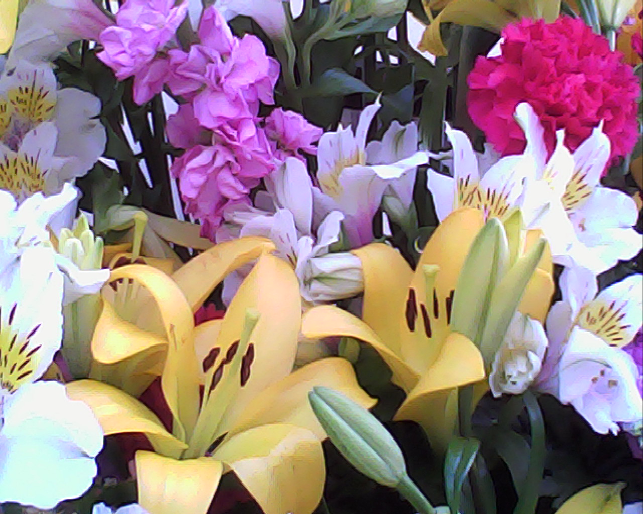 色、形のはっきりした被写体はきれいに撮れます