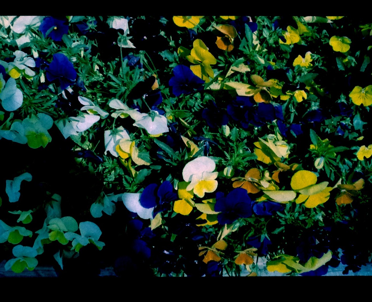 ちょっと青みがかった、LOMOライクなデータになるのも魅力
