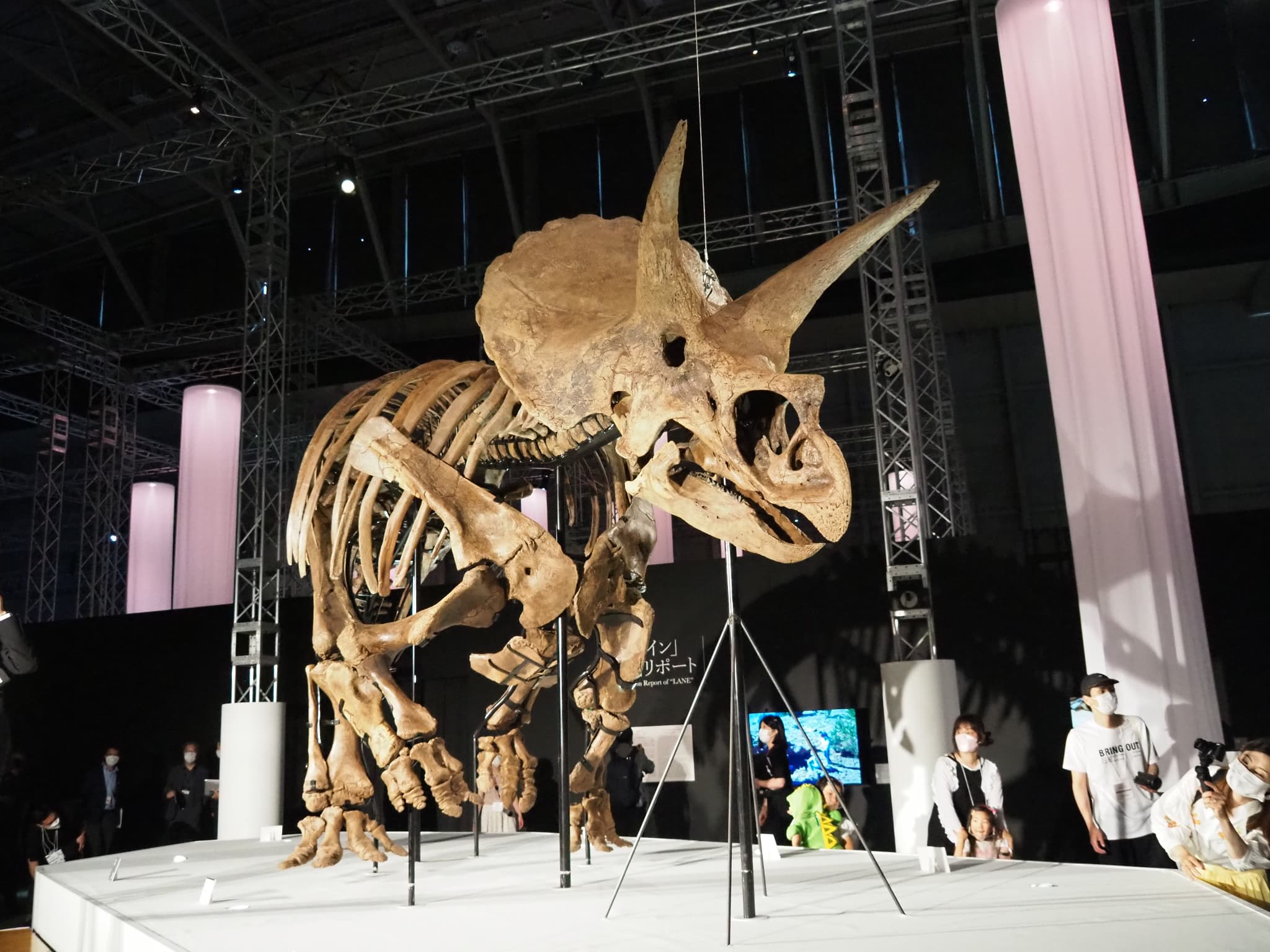 トリケラトプス レイン の全身骨格標本が初来日 恐竜科学博 Impress Watch