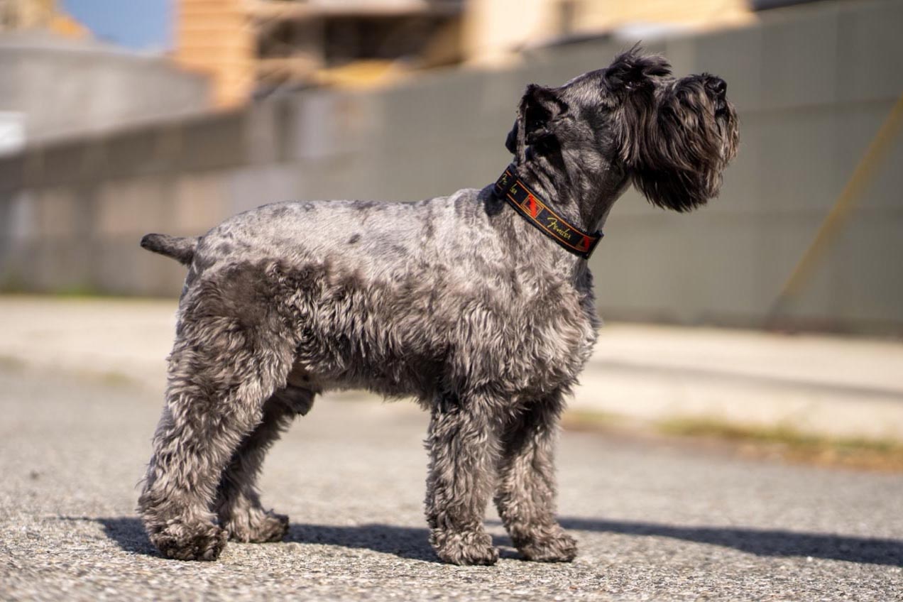 ギターの「フェンダー」が犬用アクセサリ - Impress Watch