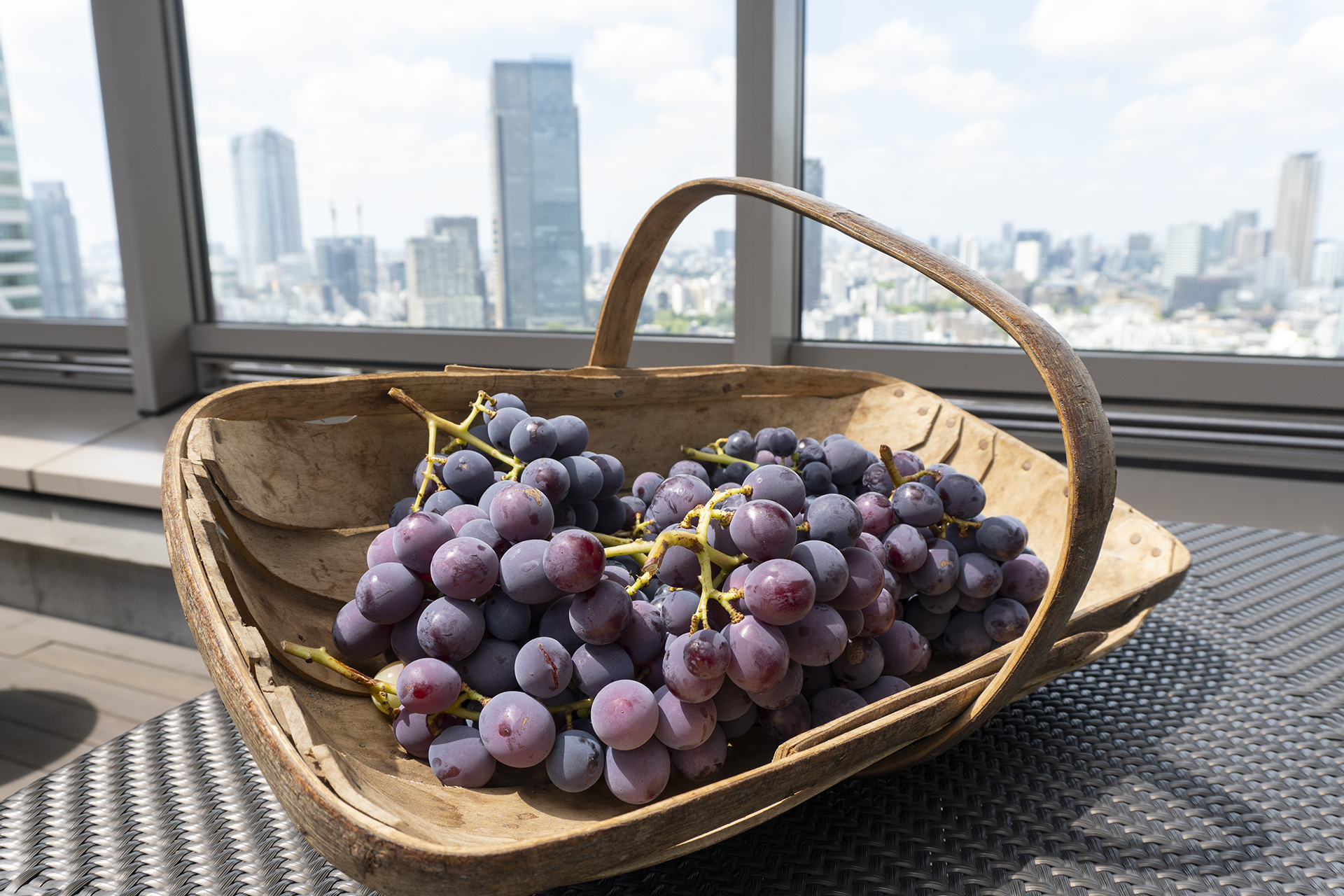 赤坂溜池タワー屋上でブドウ栽培 森ビルが臨む緑化と実り - Impress Watch
