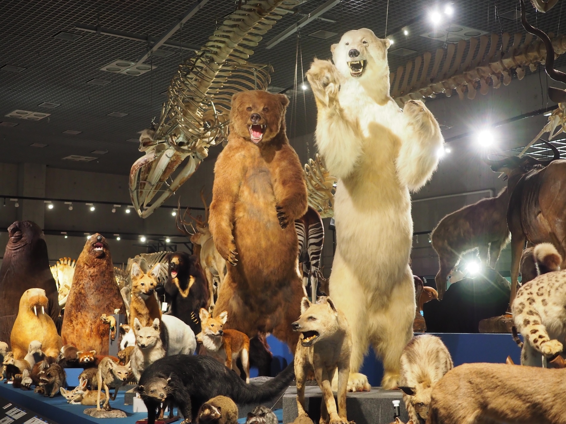 大哺乳類展 陸のなかまたち 会場限定 ツノのある動物図鑑 キリンBOX