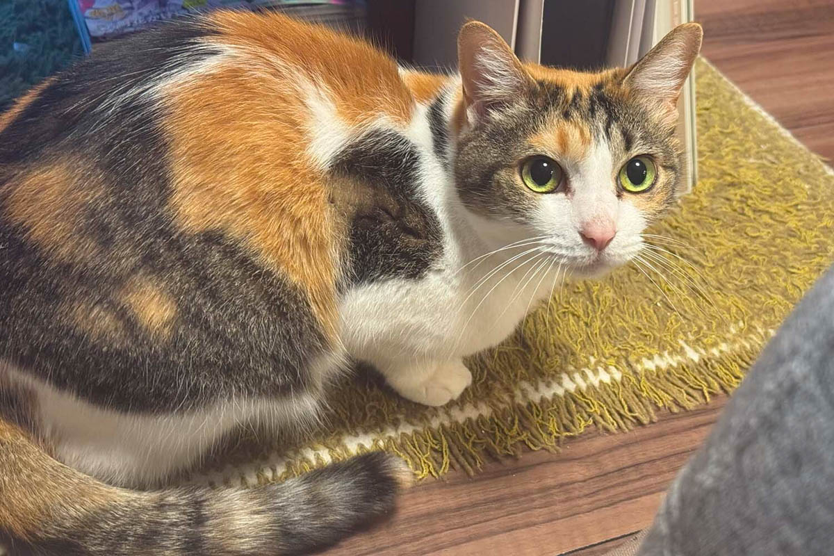 なぜ三毛猫はメスだけなのか 